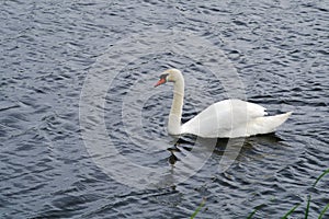 Solitary swan floats on the lake