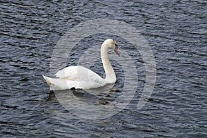 Solitary swan floats on the lake