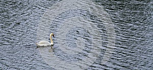 Solitary swan floats on the lake