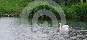 Solitary swan floats on the lake