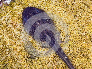 Solitary tadpole in pond with back legs developing