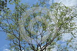 A solitary tall tree with sparse crown against the backdrop of a deep blue azure sky