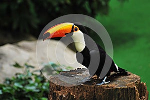 Solitary Toucan