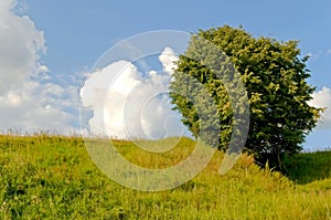 Solitary tree