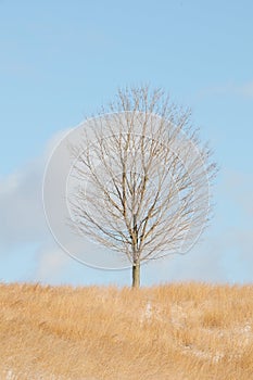 Solitary Tree