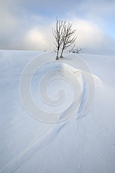 Solitary tree