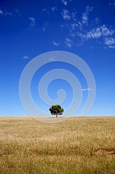 Solitary Tree