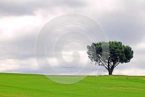 Solitary tree photo