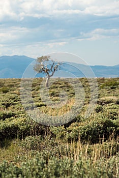 Solitary tree