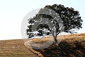 Solitary Tree photo