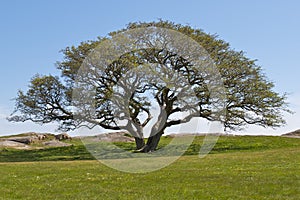 A solitary tree