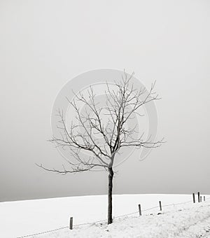 Solitary tree in a snow covered field
