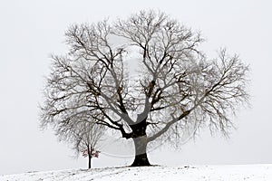 Solitary Tree