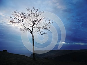 Solitary tree photo