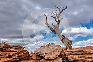 Solitary Tree