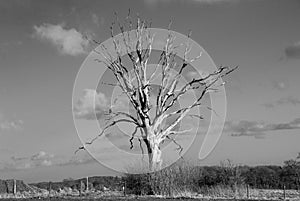 Solitary Tree photo