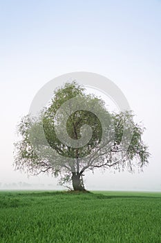 Solitary tree