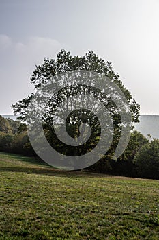 Einsam ein Baum der große Wiese 