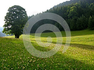 Solitary tree on alpine meadow