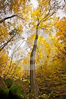 Solitary tree in autumnal forest with mossy stones