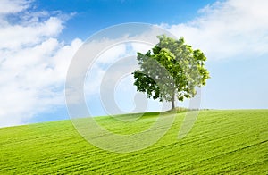 Solitary tree in beautiful landscape photo