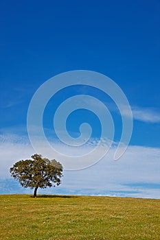 Solitary tree on blue sky