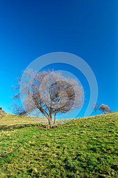 Solitary tree on blue sky
