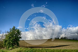 Solitary tree and blue sky landscape