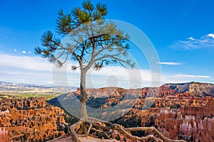 Solitary tree in Bryce Canyon National Park, Utah