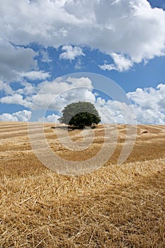 Solitary tree in the corn field