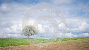 Solitary tree on countryside field with blue skies and some clouds behind it, Slovakia, Europe