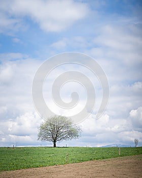 Solitary tree on countryside field with blue skies and some clouds behind it, vertical Europe