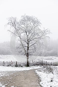 Snowy Tree Manchester Uk photo