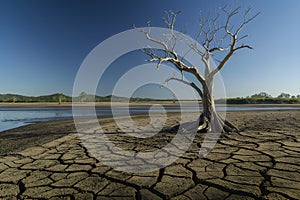 Solitary tree on cracked earth in arid landscape under blue sky. Drought in dry, arid landscape