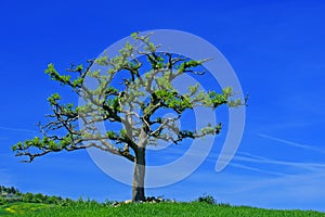 Solitary tree with dark blue sky, Tuscany, Italy