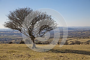 Solitary tree in Dartmoor National Park