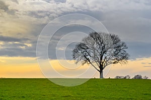 Solitary tree on Deldeneresch near Delden