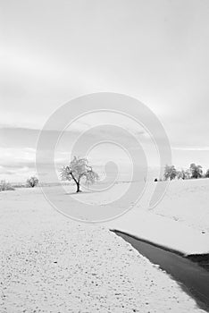 Solitary tree in the distance in snowfield in black and white photo