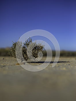 Solitary tree on dry desertic soil with cracks blurred photo