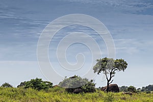 Solitary tree embedded in the African vegetation on the way to northern Angola. Soyo. Africa photo