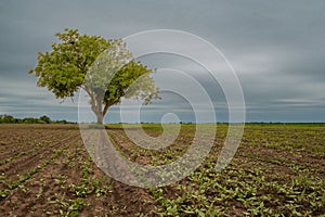 Solitary tree in a field on a cloudy day