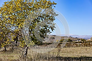 Solitary tree in a field under the blue sky, cool for background