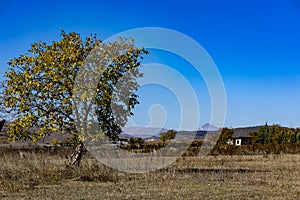 Solitary tree in a field under the blue sky, cool for background