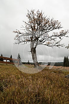 Solitary tree at Filipova Hut, autumn at Sumava mountains, Czech republic