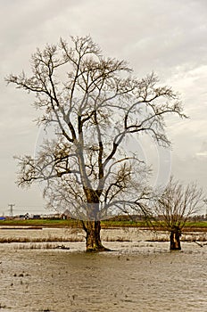 Solitary tree during a flood