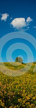 solitary tree and flowering hillsides against a background of blue sky and white clouds