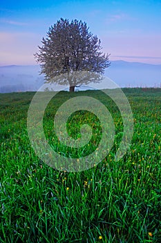 Solitary tree. Foggy summer morning in the mountains. Blooming tree on the hill with fog. Tree from Sumava mountain, Czech