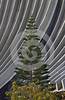 Solitary tree in front of roof