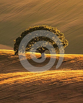 Solitary Tree on a Golden Hillside at Sunset