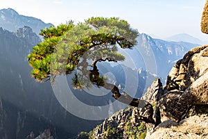 Solitary tree in the Grand Canyon of the West Sea on Mt Huangshan, China